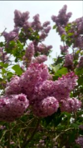 Syringa vulgaris