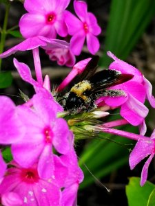 Carpenter bee nectar robbing Phlox paniculata