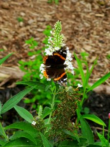 Red admiral butterfly (Vanessa atalanta) visiting butterfly bush Buddleja