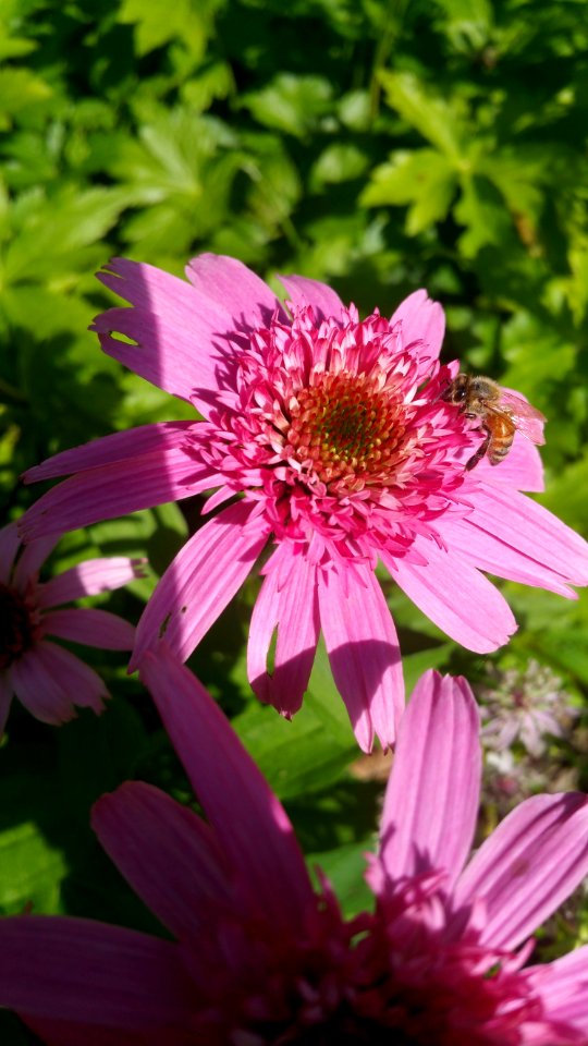 Echinacea Pink Double Delight and honeybee