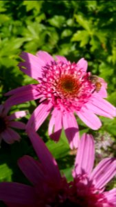 Echinacea Pink Double Delight and honeybee photo