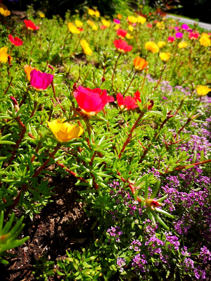 Moss rose Portulaca