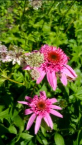Echinacea Pink Double Delight and Astrantia Florence
