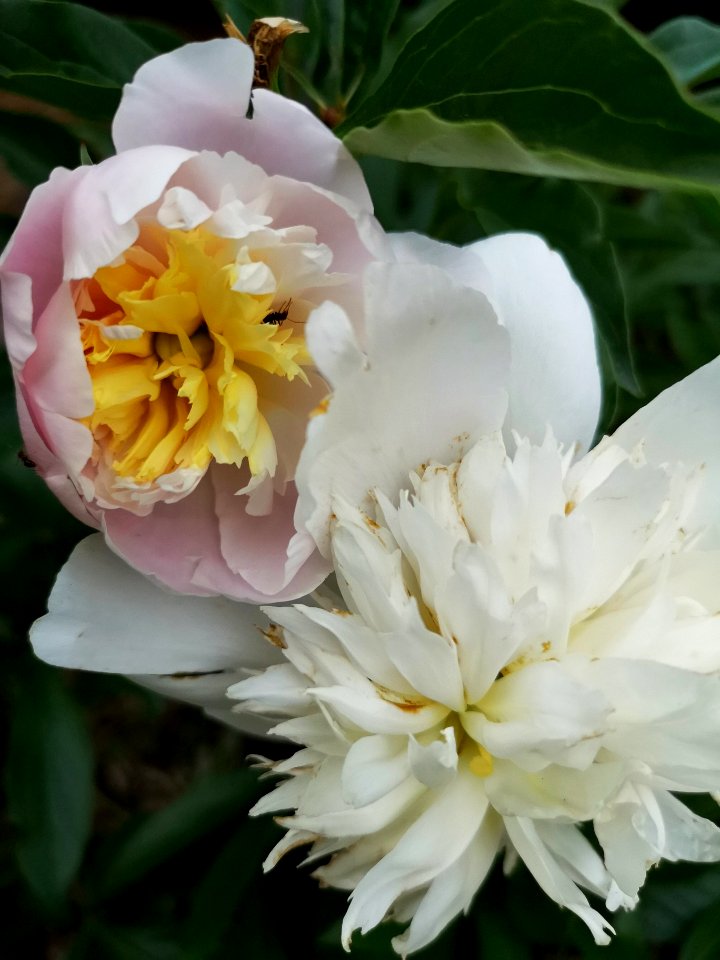 Old and new peony flowers of the same plant. Paeonia Duchess de Nemours