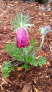 Red pulsatilla