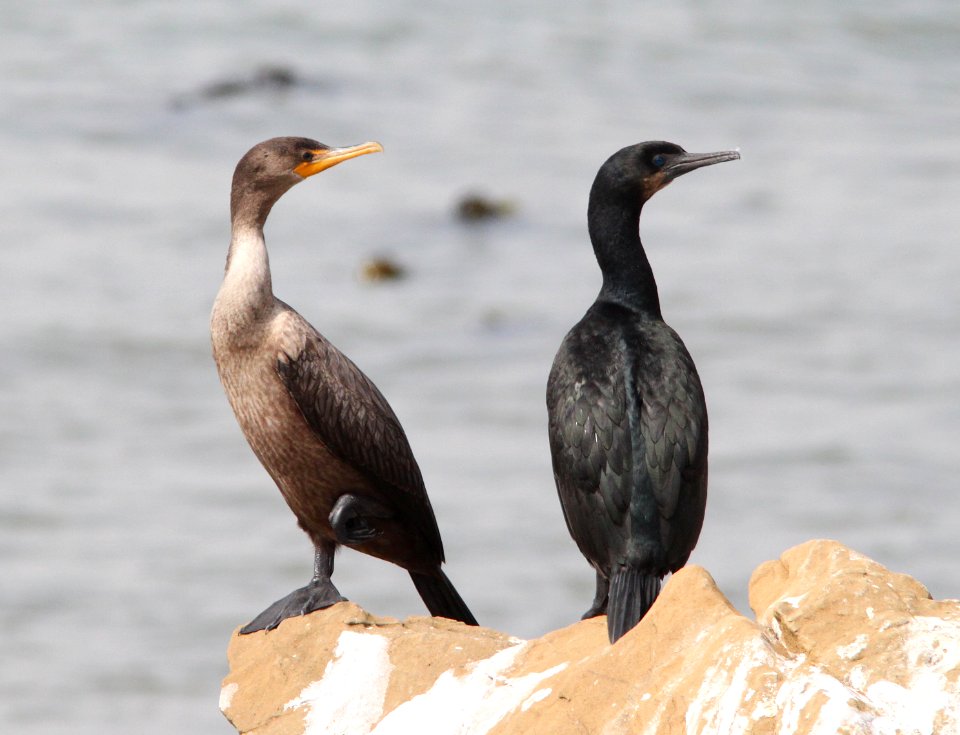 CORMORANTS, DOUBLE-CRESTED and BRANDT'S (8-24-09) north coast, slo co, ca -01