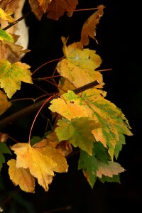 Nature autumn leaves yellow