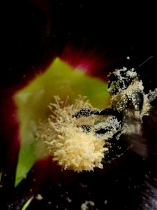 Bumblebee covered with pollen visiting black hollyhock Alcea nigra