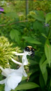 Carpenter bee on phlox