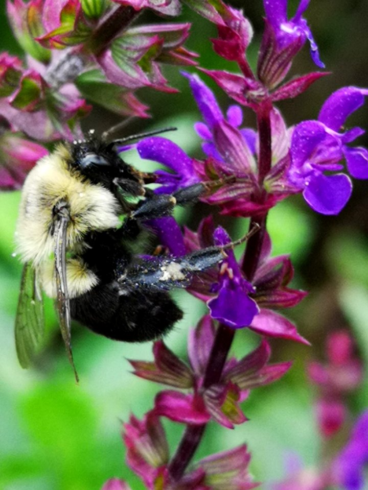 Bumblebee visiting sage Salvia nemorosa