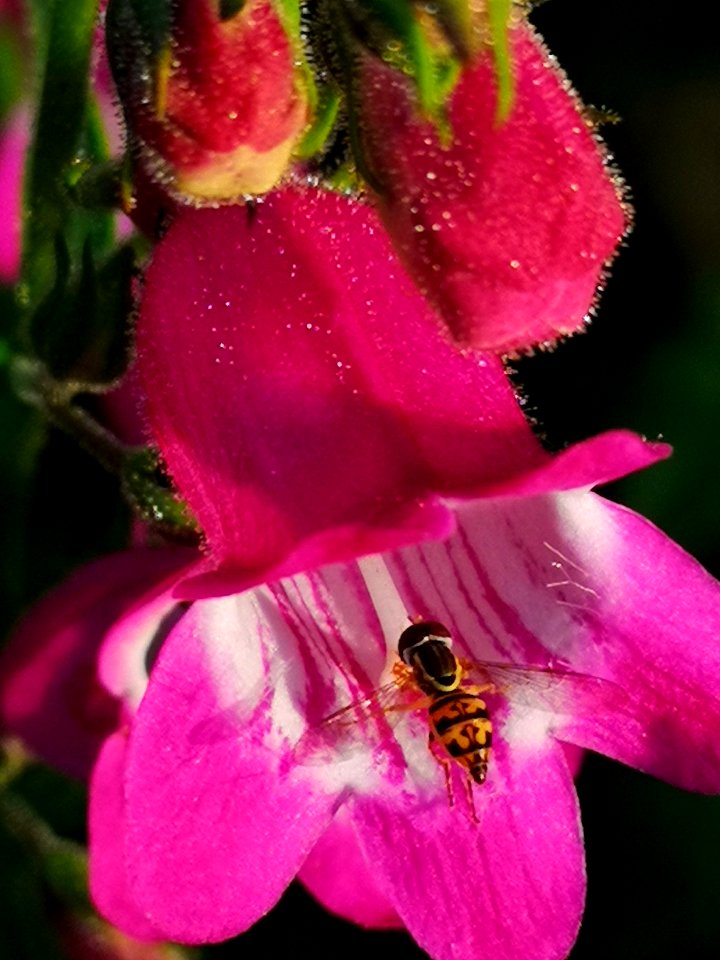 Fly or something visiting beardtongue