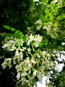 Honeybee with yellowwood