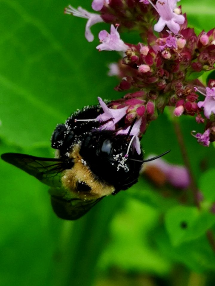 Carpenter bee (Xylocopa virginica) visiting oregano (Origanum vulgare)