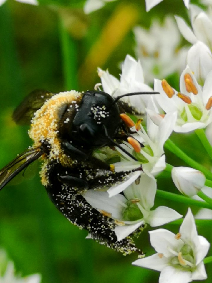Carpenter bee Xylocopa virginica covered in pollen visiting flowers of garlic chives Allium tuberosum