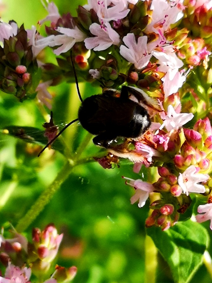 Two-spotted Longhorn bee (Melissodes bimaculatus) visiting oregano flowers (Origanum vulgare)