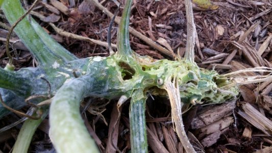 Cucurbita pepo squash borers