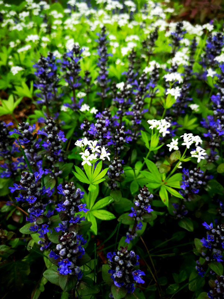Bugle and woodruff