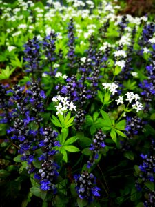 Bugle and woodruff