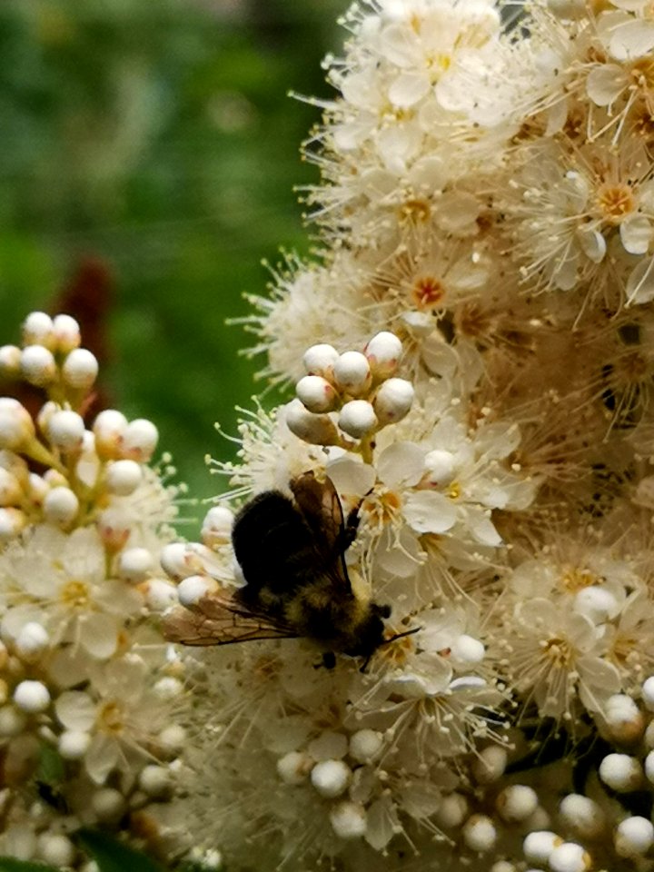 Bumblebee (Bombus sp.) visiting false spirea (Sorbaria sorbifolia 'Sem') flowers