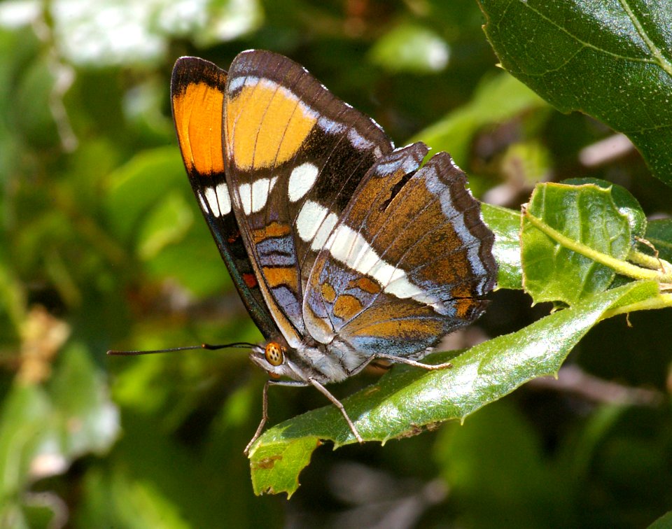 SISTER, CALIFORNIA (adelpha bredowii) (5-24-09) canet rd -1