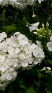 Large bees crawl right down into phlox clusters so I can barely see them