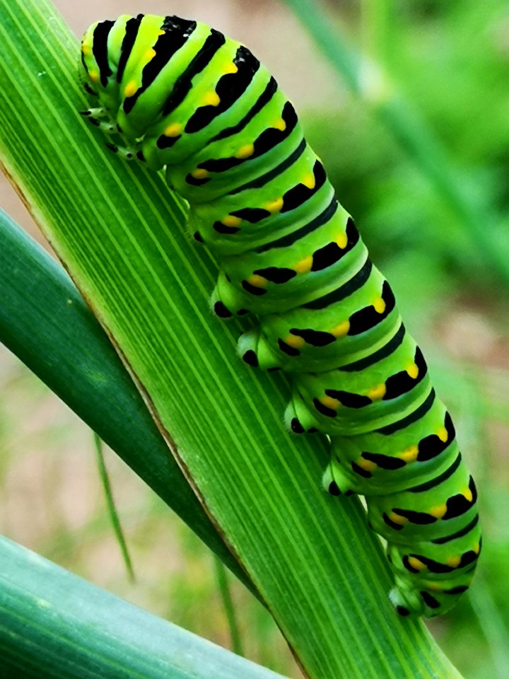 Black swallowtail butterfly caterpillar on fennel (Foeniculum vulgare) host plant