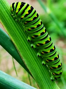 Black swallowtail butterfly caterpillar on fennel (Foeniculum vulgare) host plant
