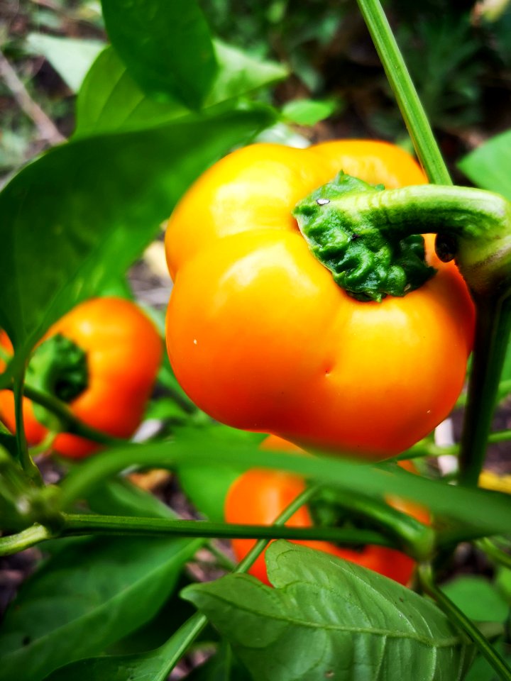 Doe Hill pepper Capsicum annuum