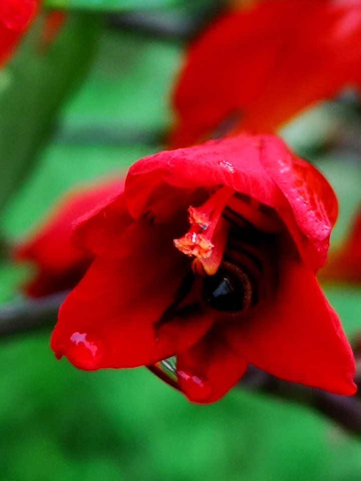 Honeybee visiting montbretia (Crocosmia 'Lucifer')