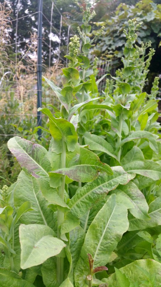 Cracoviensis lettuce bolting, Brassica napus seeds in background (was eaten a lot by house finches)