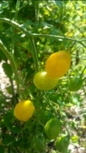 Polen yellow pear tomato. Not as good as Galina