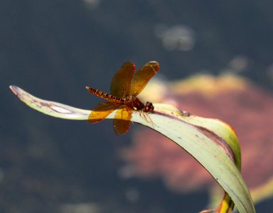 AMBERWING, EASTERN (perithenis tenera) (8-13-09) sterling, ma -05 photo