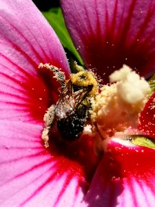 Bumblebee covered in pollen from rose of Sharon Hibiscus syriacus