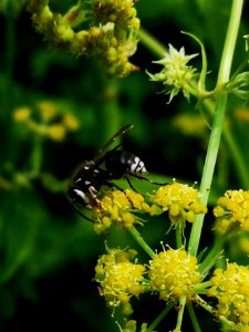 Bald-faced hornet (Dolichovespula maculata) visiting lovage (Levisticum officinale) flowers