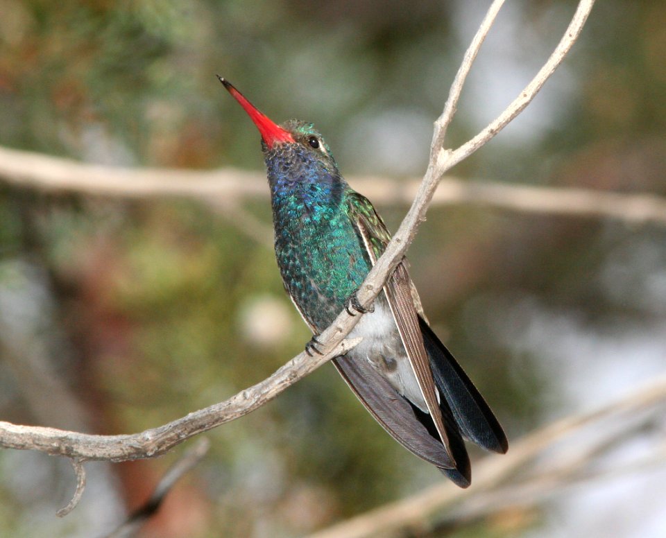 HUMMINGBIRD, BROAD-BILLED (6-18-09) madera cyn -04