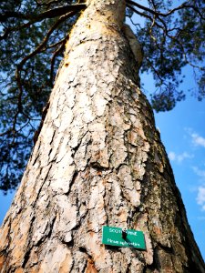Scots pine (Pinus sylvestris)