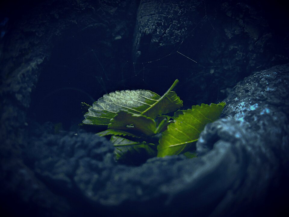Natural plant fresh