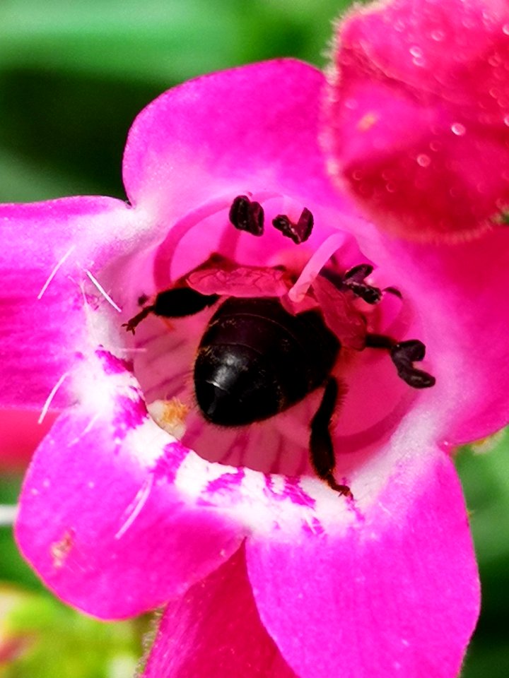 Honeybee visiting beardtongue Penstemon Red Rocks