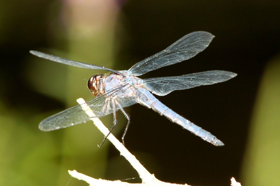 SKIMMER, SLATY (libellula incesta) (8-11-09) pepperell, ma -01