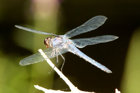 SKIMMER, SLATY (libellula incesta) (8-11-09) pepperell, ma -01 photo