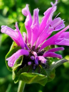 Monarda didyma 'Rose Scented' opening