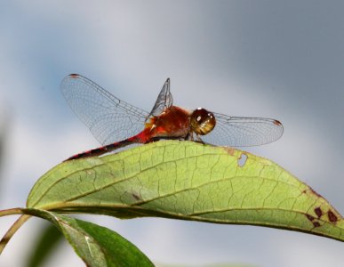 MEADOWHAWK, WHITE-FACED (sympetrum obtrusum) (8-11-09) pepperell, ma -09 photo