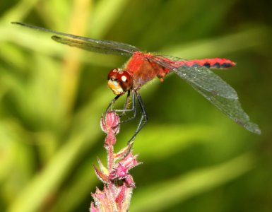 MEADOWHAWK, WHITE-FACED (sympetrum obtrusum) (8-11-09) pepperell, ma -03 photo