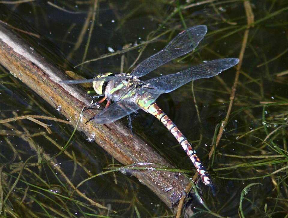 DARNER, BLUE-EYED (rhionaeschna multicolor) (7-13-09) female, green form, oso flaco lake, slo co, ca -01