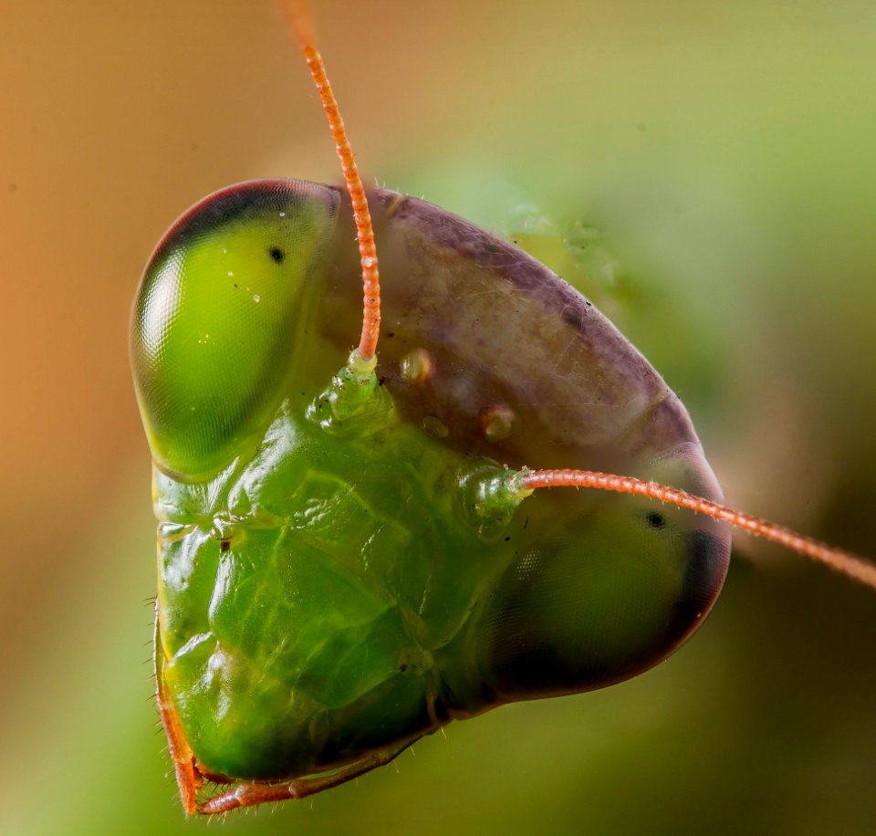 Praying Mantis / Imádkozó Sáska