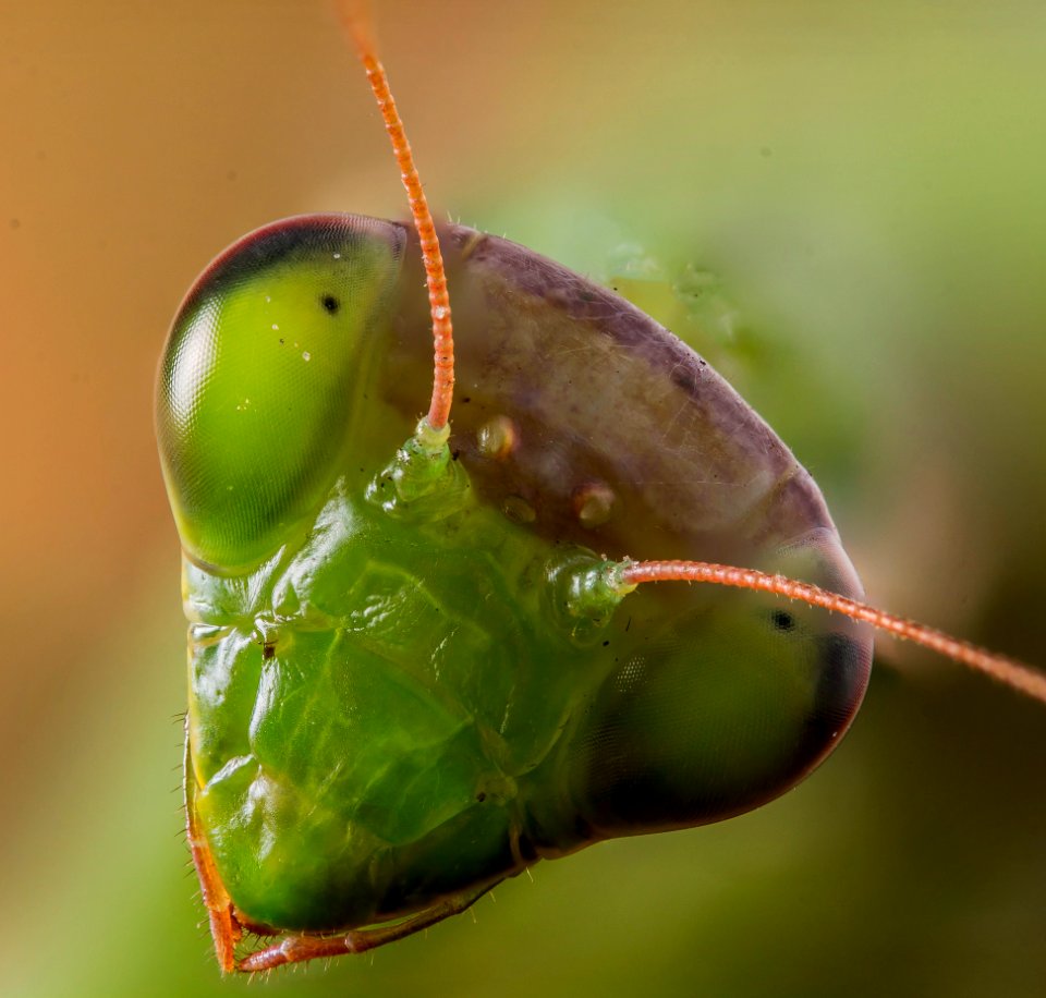 Praying Mantis / Imádkozó Sáska photo