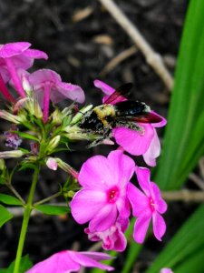Carpenter bee nectar robbing Phlox paniculata