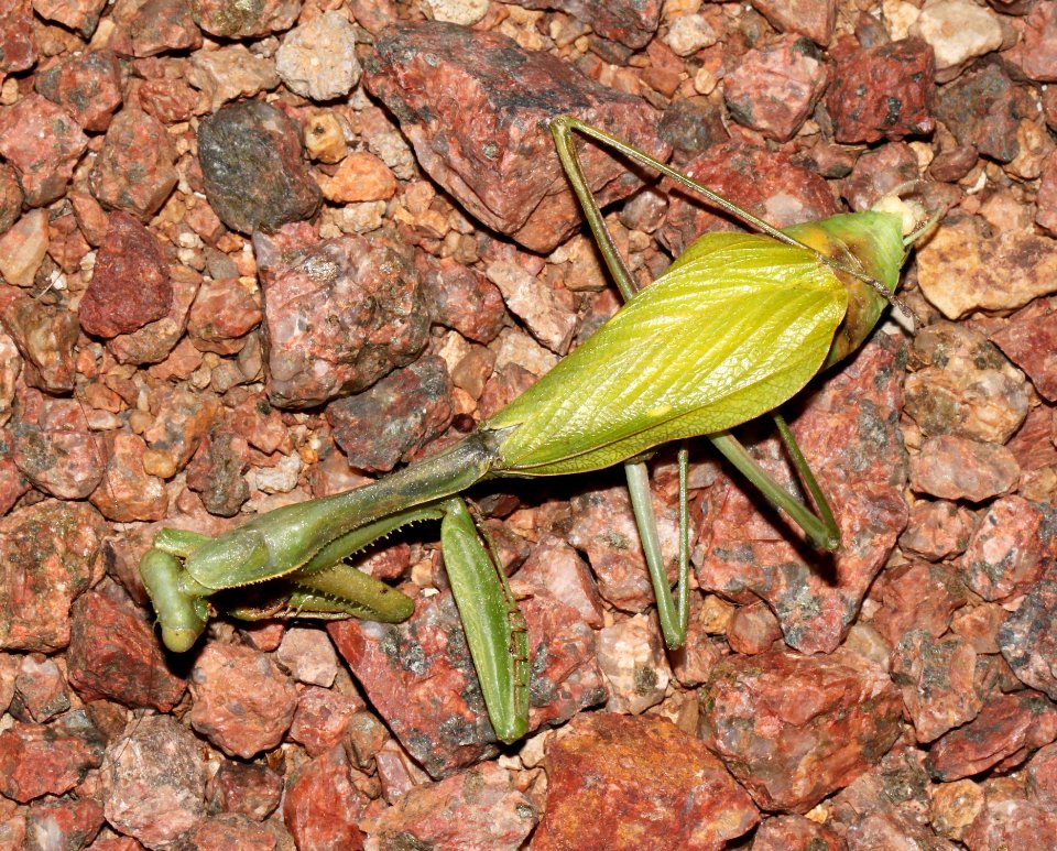 MANTID, sp (9-20-10) 78 circulo montana, west of patagonia, scc, az -01