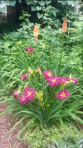 Daylily, red hot poker photo