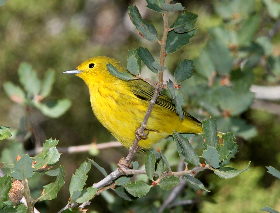WARBLER, YELLOW (9-21-09) cottonwood springs, carrizo n m , slo co, ca -02